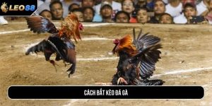 Cách bắt kèo đá gà