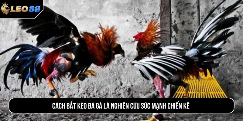 Cách bắt kèo đá gà là nghiên cứu sức mạnh chiến kê