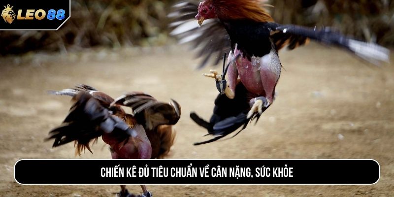 Chiến kê đủ tiêu chuẩn về cân nặng, sức khỏe