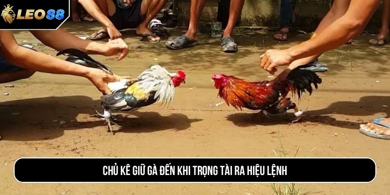 Chủ kê giữ gà đến khi trọng tài ra hiệu lệnh
