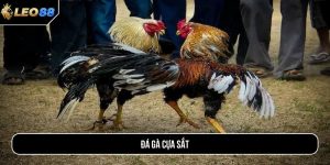 Đá gà cựa sắt