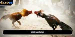 Đá gà đòn Thomo