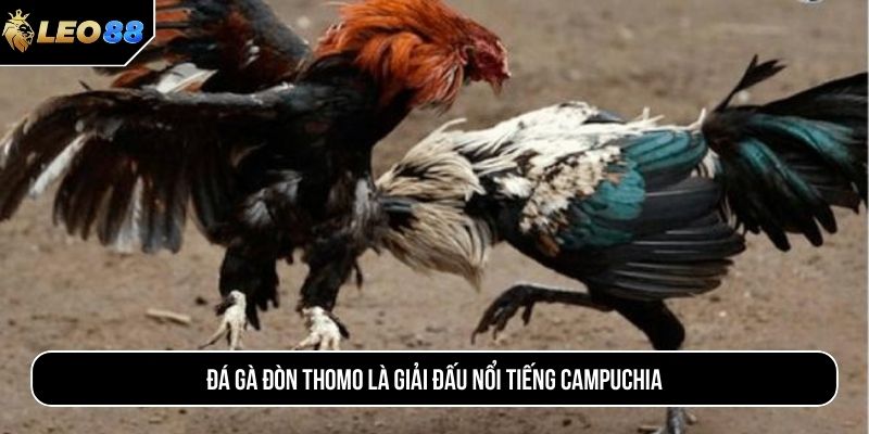 Đá gà đòn Thomo là giải đấu nổi tiếng Campuchia
