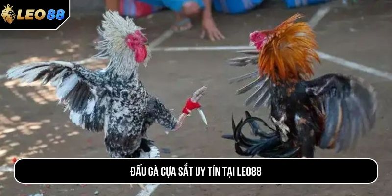 Đấu gà cựa sắt uy tín tại LEO88
