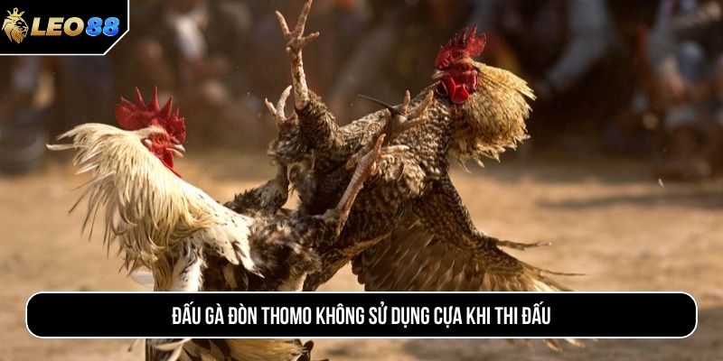 Đấu gà đòn Thomo không sử dụng cựa khi thi đấu