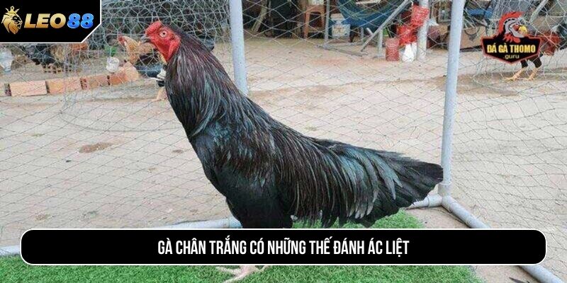 Gà chân trắng có những thế đánh ác liệt