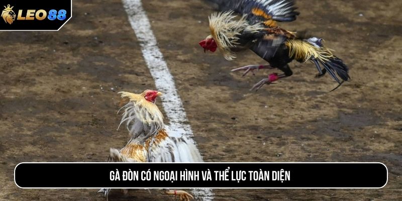 Gà đòn có ngoại hình và thể lực toàn diện