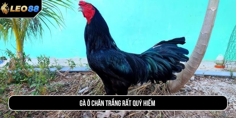 Gà ô chân trắng rất quý hiếm