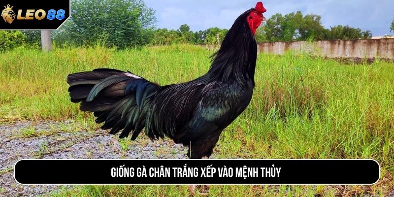 Giống gà chân trắng xếp vào mệnh Thủy
