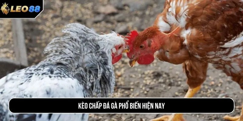 Kèo chấp đá gà phổ biến hiện nay