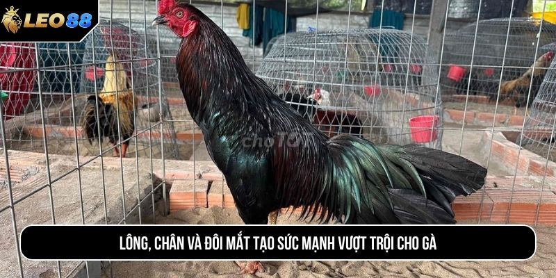 Lông, chân và đôi mắt tạo sức mạnh vượt trội cho gà