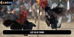 Luật đá gà Thomo