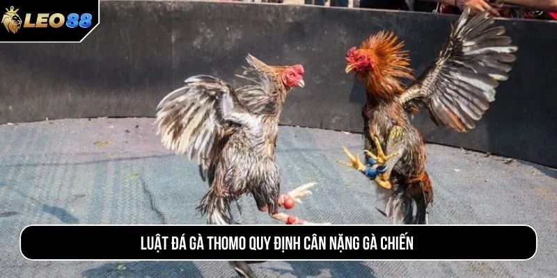 Luật đá gà Thomo quy định cân nặng gà chiến