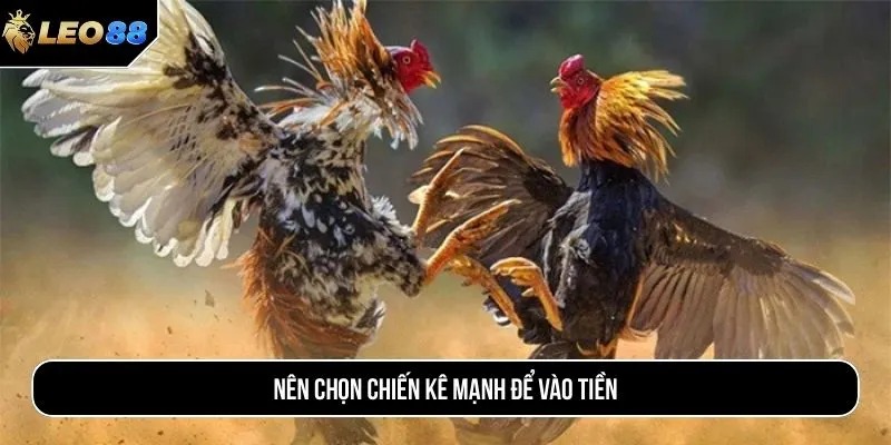 Nên chọn chiến kê mạnh để vào tiền