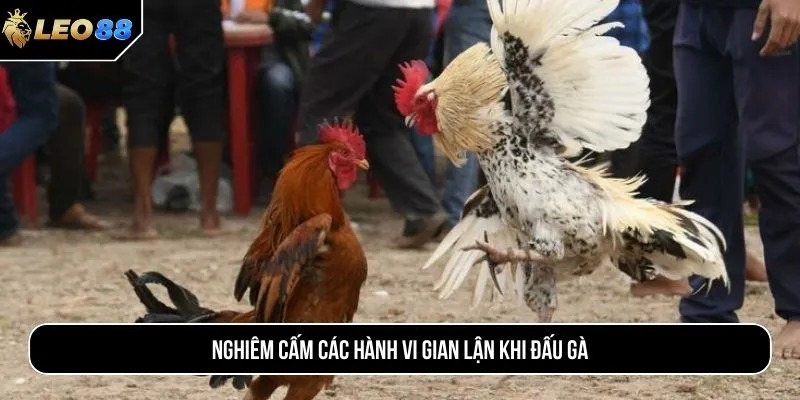 Nghiêm cấm các hành vi gian lận khi đấu gà
