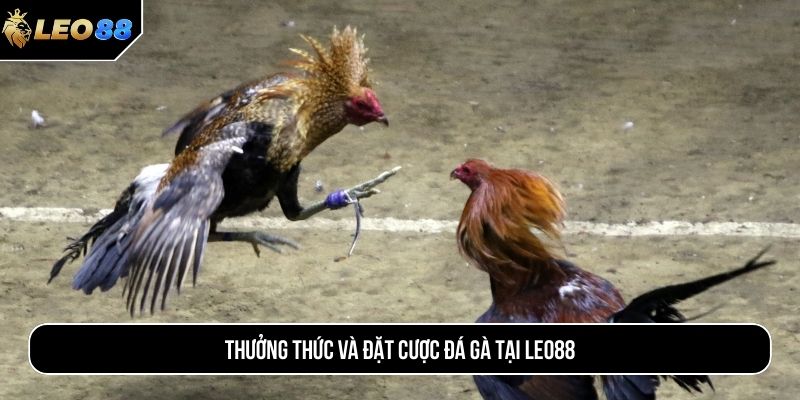 Thưởng thức và đặt cược đá gà tại LEO88