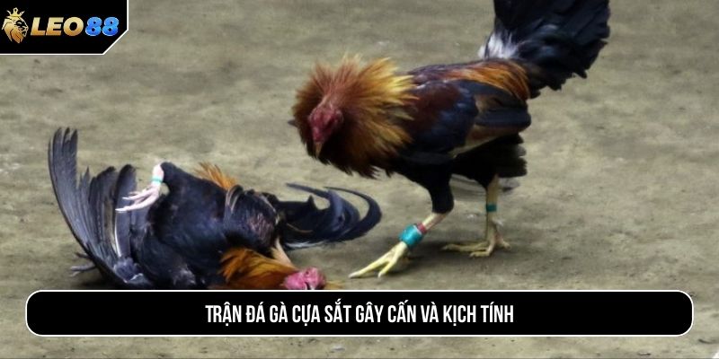 Trận đá gà cựa sắt gây cấn và kịch tính