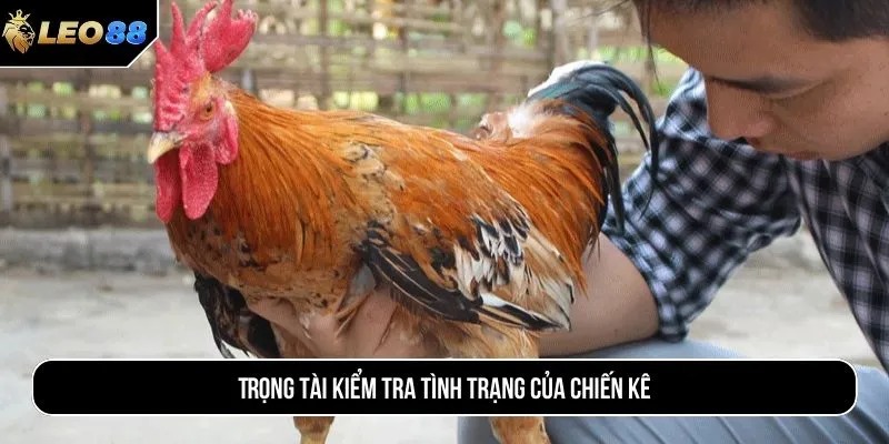 Trọng tài kiểm tra tình trạng của chiến kê